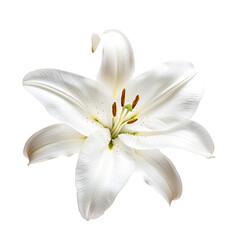 Fototapeta premium Siroi Lily object isolated on transparent png.