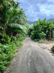 Palm trees road in Ishigaki, Okinawa