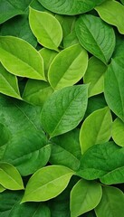 green leaves background