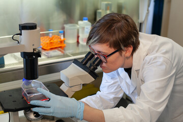 focused woman scientist looking at the microscope in a lab, research