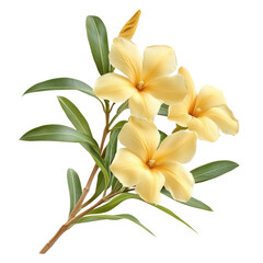  Yellow Oleander object isolated on transparent png.