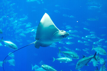 日本　沖縄　海古宇利大橋　美ら海水族館　残波岬　万座毛　街並み　都市景観　アメリカ村　那覇