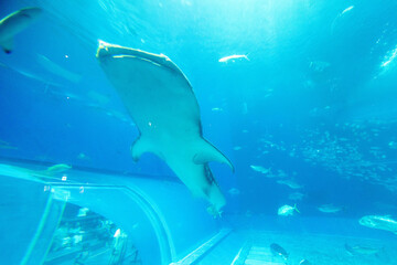 Obraz premium 日本 沖縄 海古宇利大橋 美ら海水族館 残波岬 万座毛 街並み 都市景観 アメリカ村 那覇