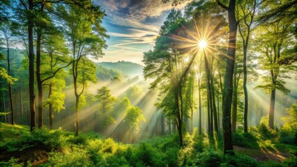 Obraz premium Majestic forest landscape with vibrant green trees, misty fog, and radiant sunbeams filtering through leafy canopies.