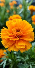 close up flower with orange flowers