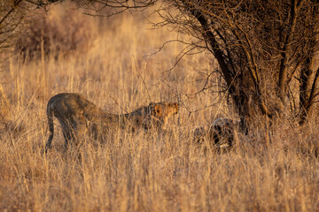 Lions in South Africa game preserve