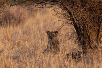 Lions in South Africa game preserve