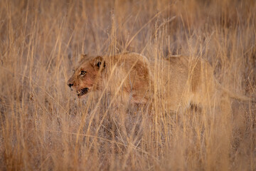 Lions in South Africa game preserve