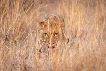 Lions in South Africa game preserve