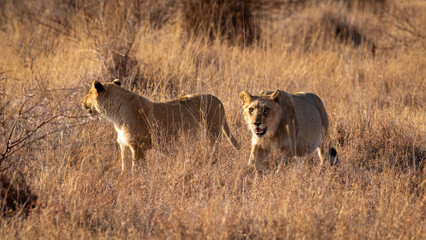 Lions in South Africa game preserve