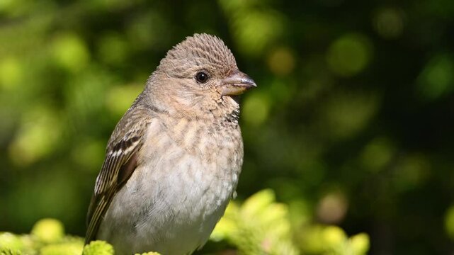 Common rosefinch is on a branch