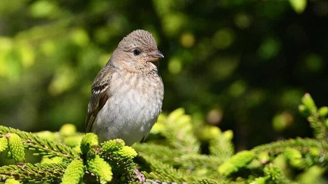 Common rosefinch is on a branch