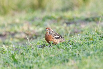Rara macho escondida en el pasto