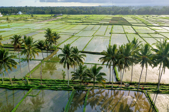 Bali rice fields
