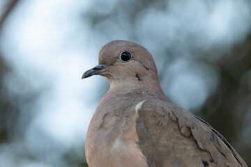 Tórtola, retrato de ave con fondo azul