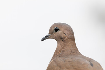 Retrato de tortolita chilena
