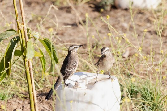Aves, Tencas sobre un bid&oacute;n de agua en verano