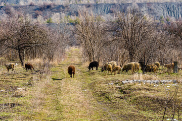 Flock of sheeps grazing on the meadow at early spring