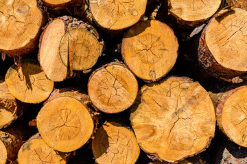 Background of the many tree logs. Wooden pattern