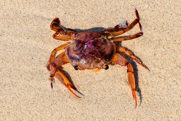Sea crab on a sand at beach