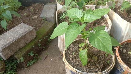 A close-up of a small pepper plant growing in a white pot, with other plants in the background.