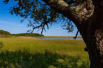 tree in the meadow looking over the cape cod salt marsh