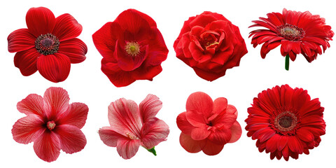 A vibrant collection of red flowers showcasing their beauty and diversity in color, shape, and design, perfect for any floral project.