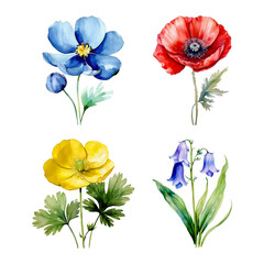 Vector illustration delicate wildflowers - poppy, ranunculus and bluebell. Watercolor illustration.