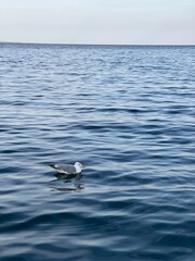 seagull on the water