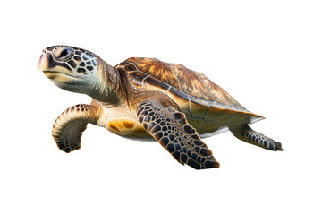 close up of a sea turtle on a white backdrop. Ideal for instructional materials on environmental issues, conservation, and marine life
