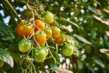 Ripening Tomatoes on Vine Close-Up in Sunlit Garden