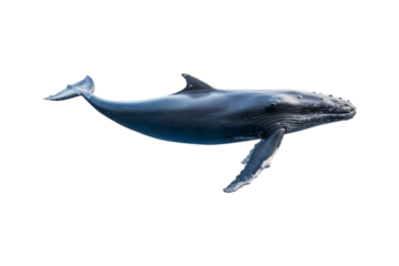A whale jumps from the water, splashing water. Suitable for marine conservation, marine life education, holiday promotions, and wildlife documentaries