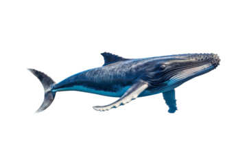 A whale jumps from the water, splashing water. Suitable for marine conservation, marine life education, holiday promotions, and wildlife documentaries