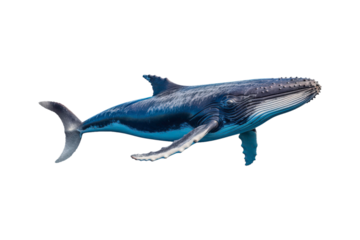 A whale jumps from the water, splashing water. Suitable for marine conservation, marine life education, holiday promotions, and wildlife documentaries