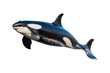 Black and white orca jumping out of water. Suitable for marine life websites, wildlife blogs, ocean themed designs, environmental posters, education materials