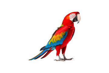 Fototapeta premium Scarlet macaw posing on a white backdrop is perfect for tropical-themed designs, birdwatching articles, wildlife conservation campaigns, or vibrant nature concepts
