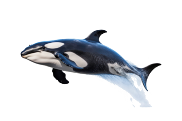 Black and white orca jumping out of water. Suitable for marine life websites, wildlife blogs, ocean themed designs, environmental posters, education materials