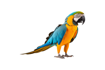 Blue and yellow macaw parrots against white background. Suitable for websites, presentations, and educational materials about tropical birds and wildlife