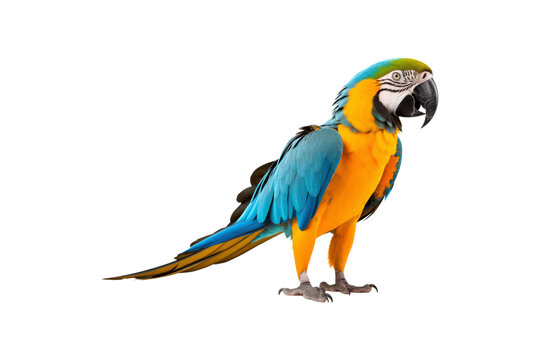 Blue and yellow macaw parrots against white background. Suitable for websites, presentations, and educational materials about tropical birds and wildlife