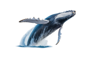 A whale jumps from the water, splashing water. Suitable for marine conservation, marine life education, holiday promotions, and wildlife documentaries