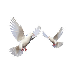 Obraz premium Two white doves flying gracefully, wings outstretched. Suitable for peace, freedom, love, or nature related projects needing a serene touch