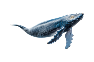 A whale jumps from the water, splashing water. Suitable for marine conservation, marine life education, holiday promotions, and wildlife documentaries