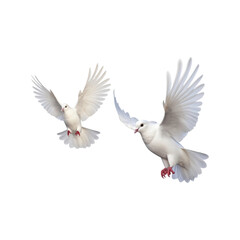 Two white doves flying gracefully, wings outstretched. Suitable for peace, freedom, love, or nature related projects needing a serene touch