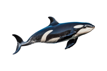 Black and white orca jumping out of water. Suitable for marine life websites, wildlife blogs, ocean themed designs, environmental posters, education materials