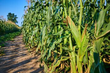 Sweet Cornfield at Golden Hour with Eye-Level Depth