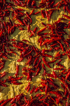 Indian chillies drying in the sun 