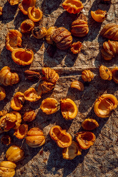 Indian mangosteen drying in the sun 