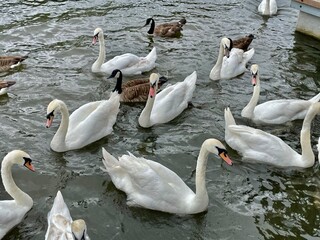 swans on the river