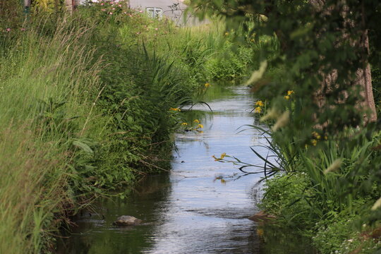 river in the forest