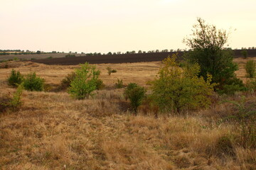 A field with trees and bushes